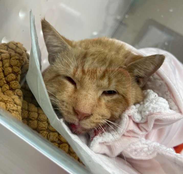 Photo of Felix Feline