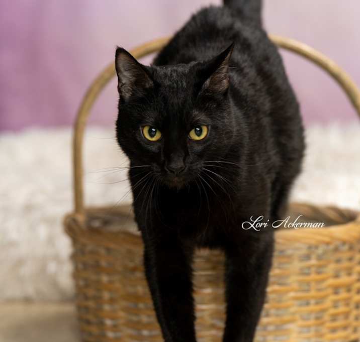 Photo of Sable
