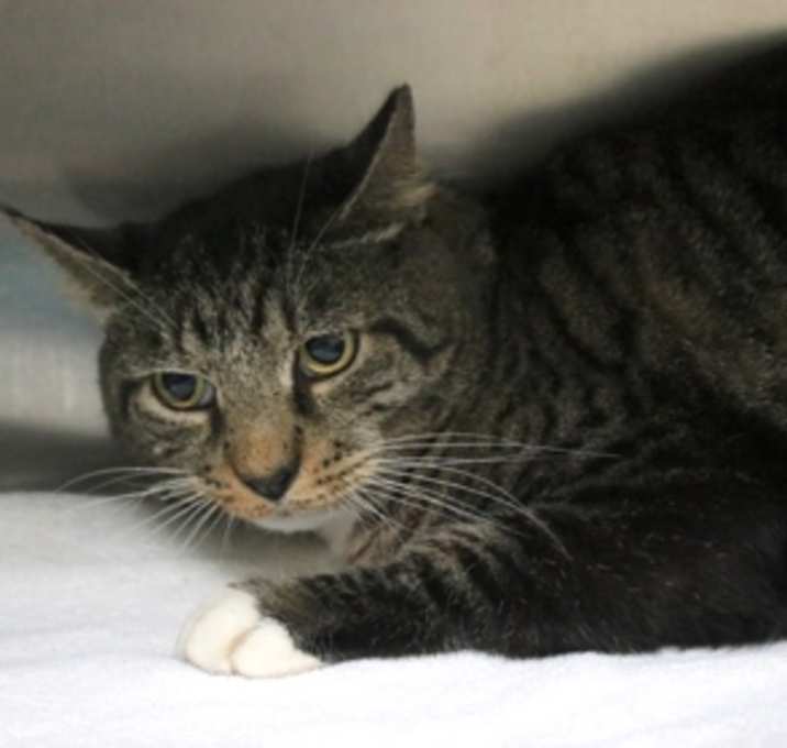 Photo of Mittens