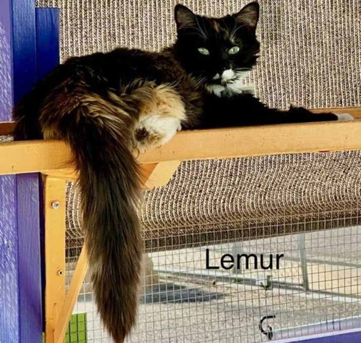 Photo of Lemur