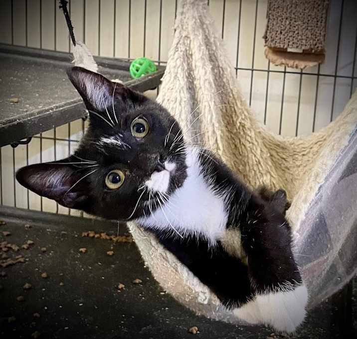 Photo of Blitzen