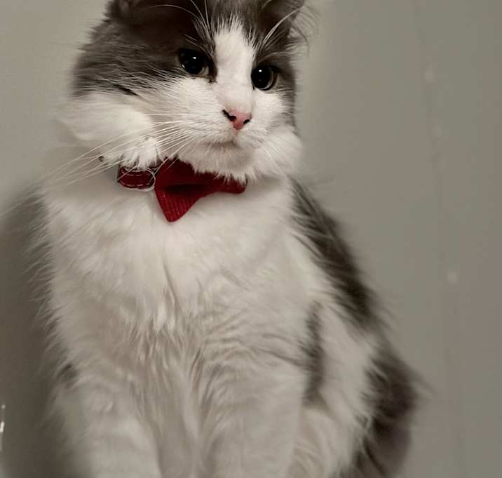 Photo of Chom Chom