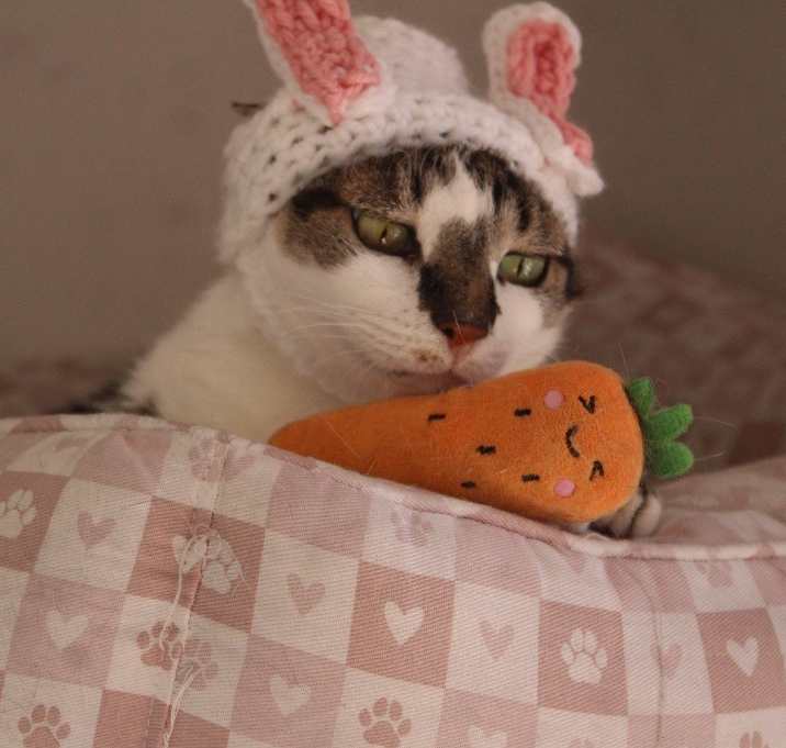 Photo of Bonnie