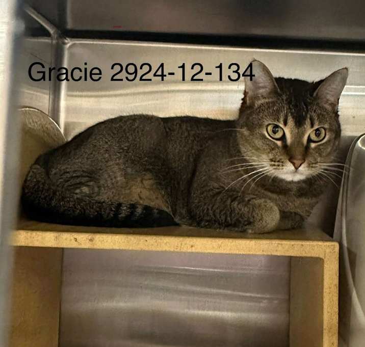 Photo of 2024-12-134 *Gracie*