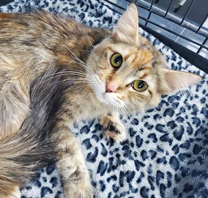 Photo of Scarlet