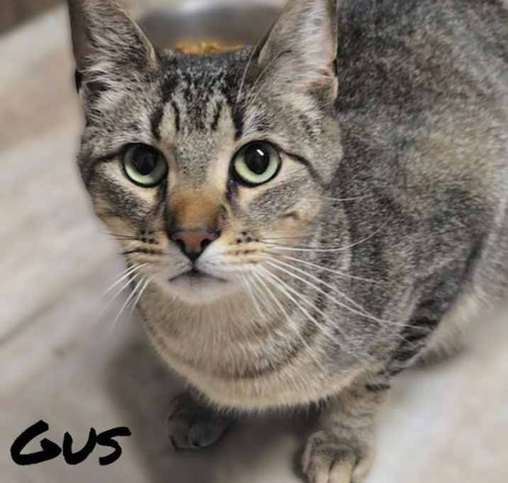 Photo of GUS