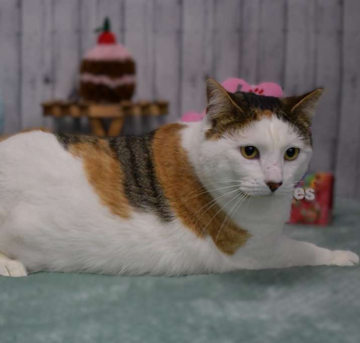Photo of Candy