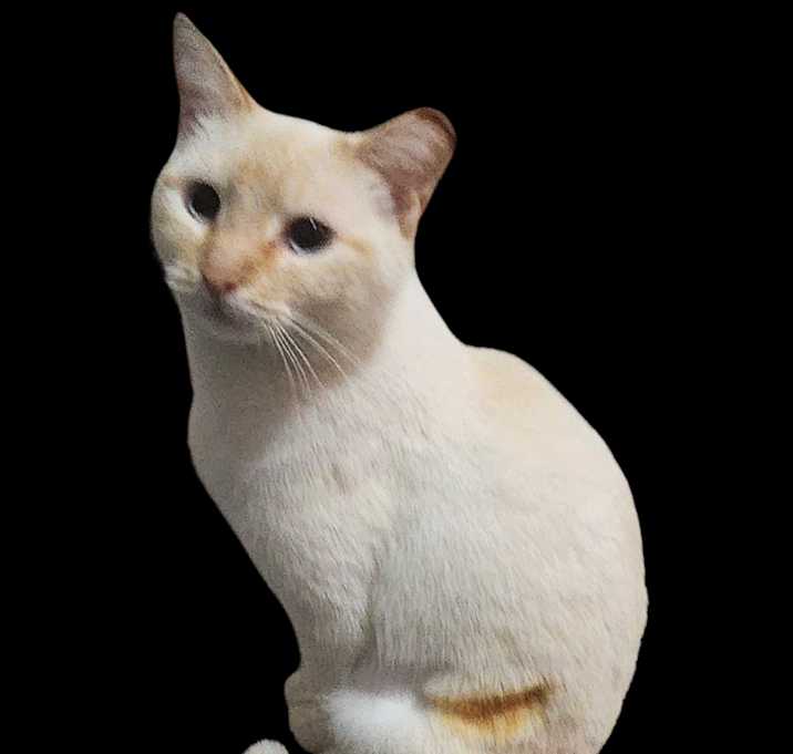Photo of Ronni