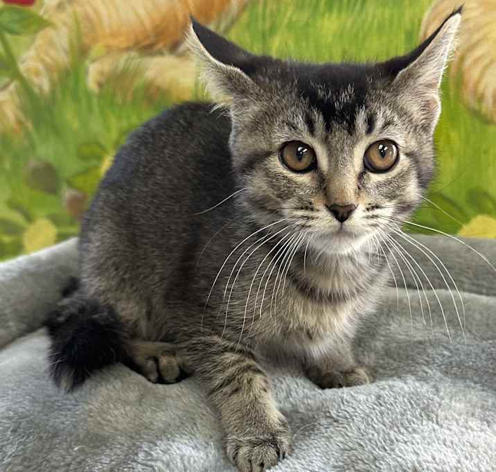 Photo of Suki