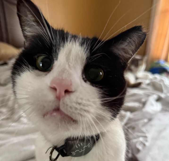 Photo of Oreo