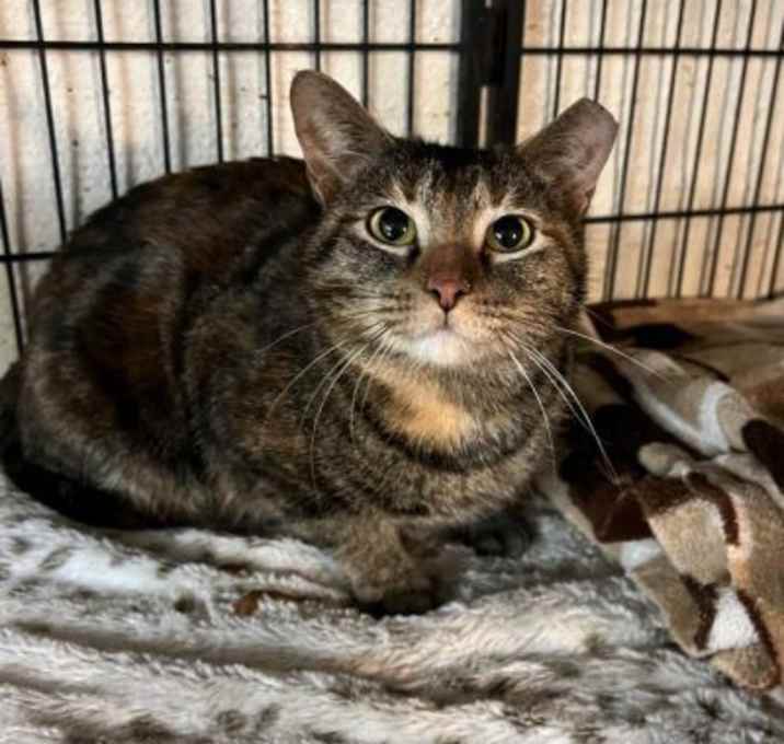 Photo of Foxy Lady