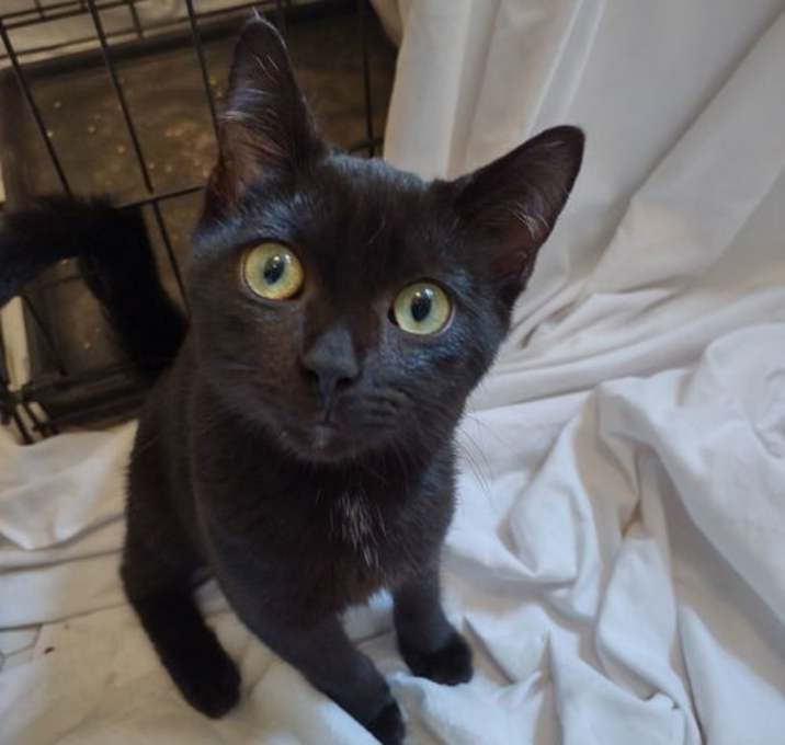Photo of Josie