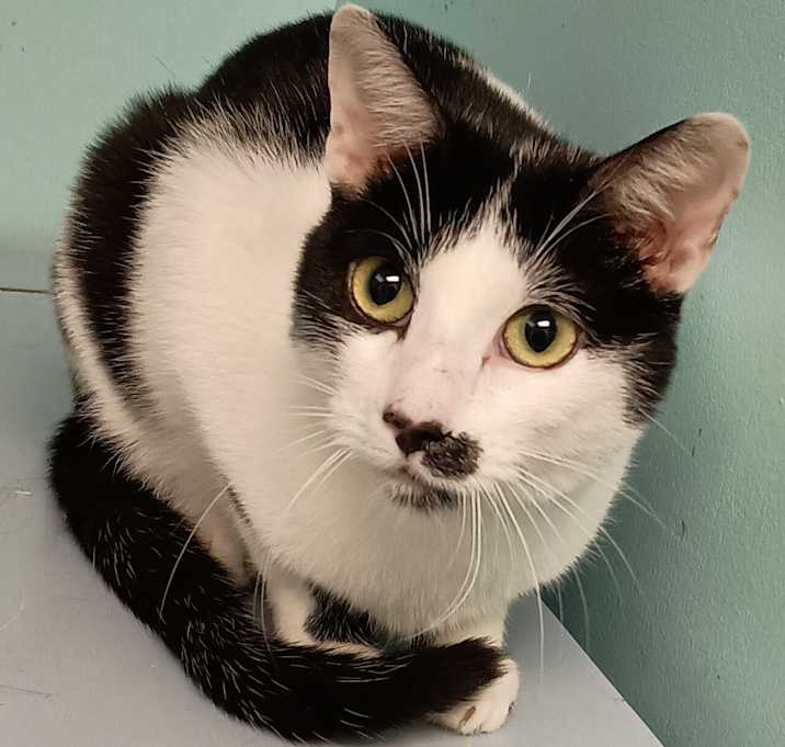 Photo of Goose