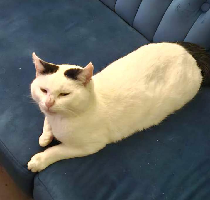 Photo of Bow