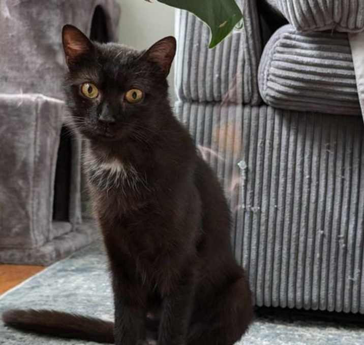 Photo of Raven