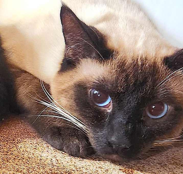 Photo of BROWNIE