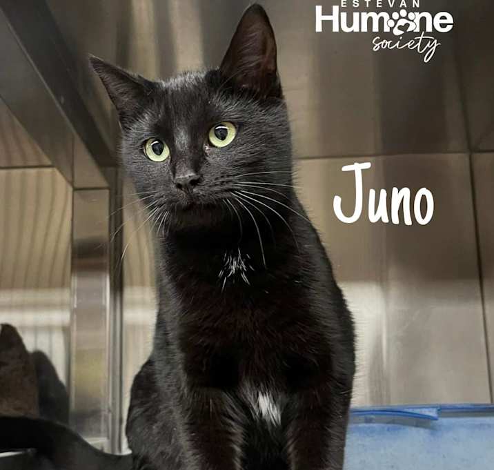 Photo of Juno