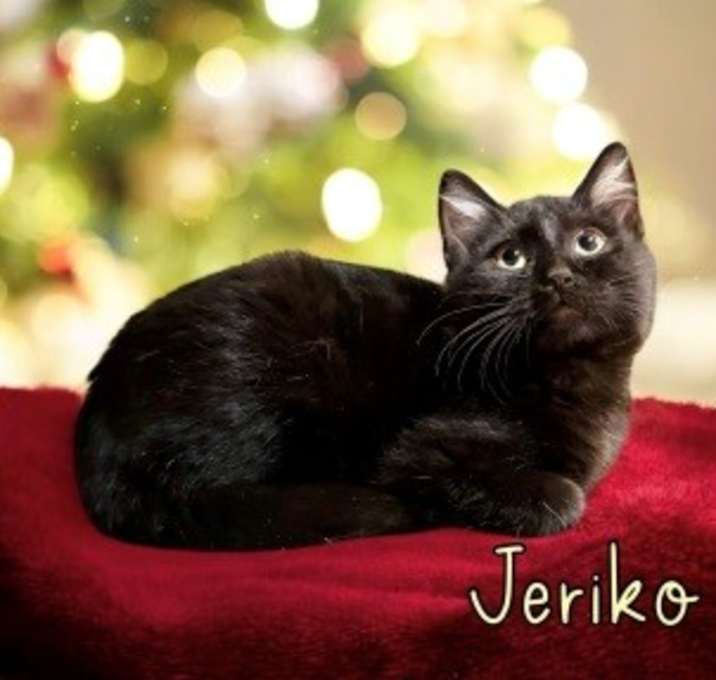Photo of Jeriko 124115