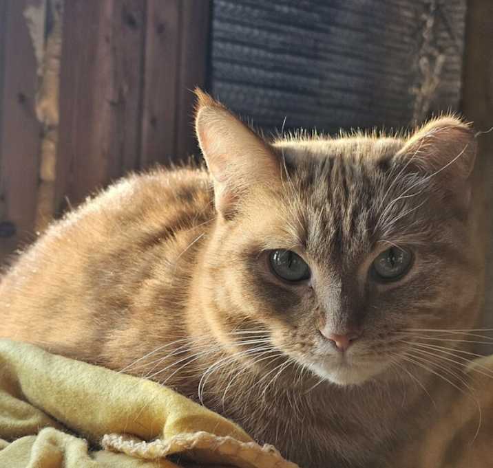 Photo of Marmalade