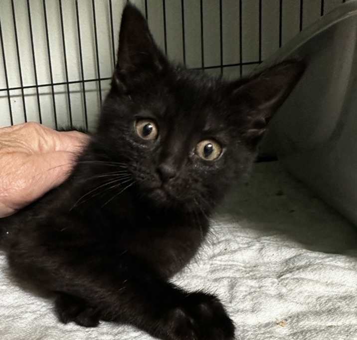 Photo of Tink