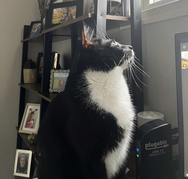 Photo of Maverick