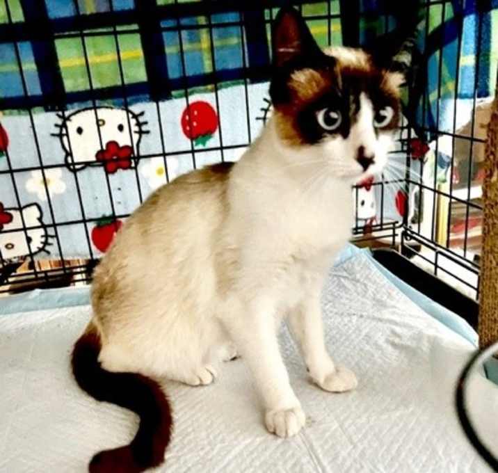 Photo of Sapphire