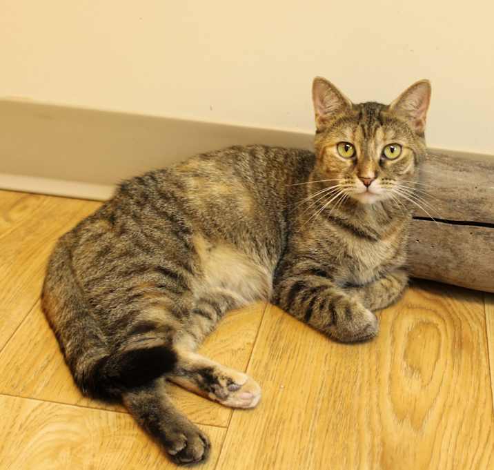 Photo of Ginger