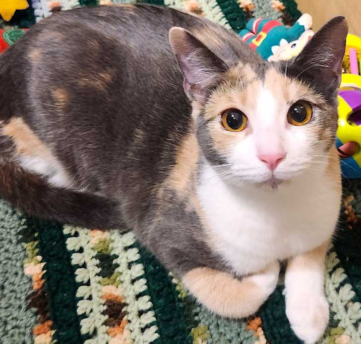 Photo of CHLOE