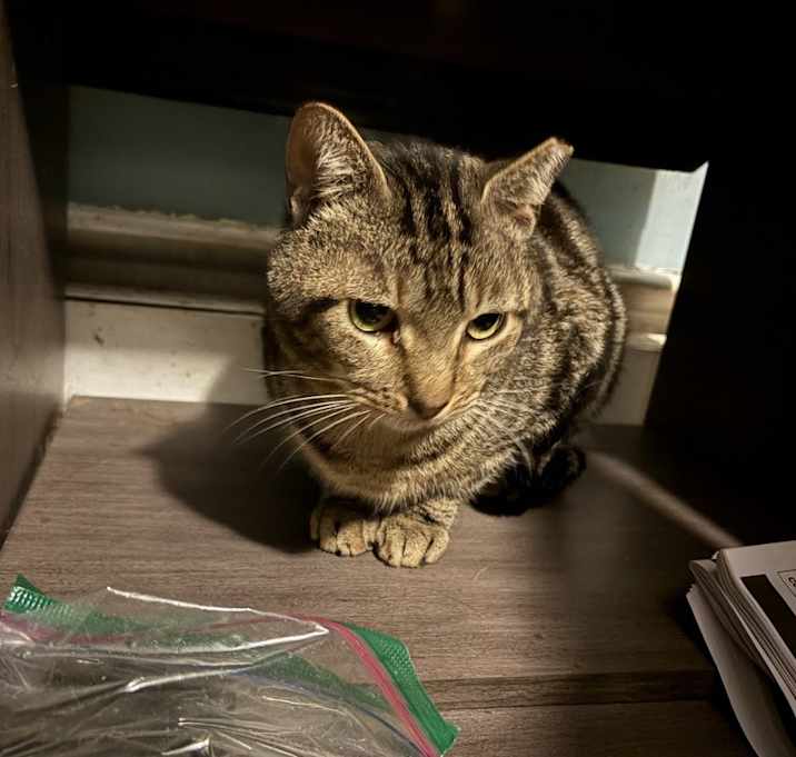 Photo of Bruno