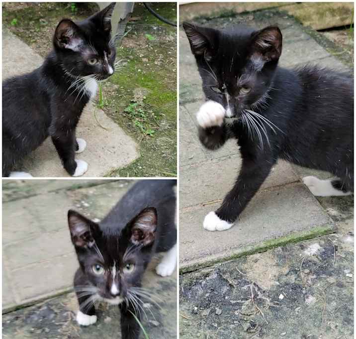 Photo of TUXEDO