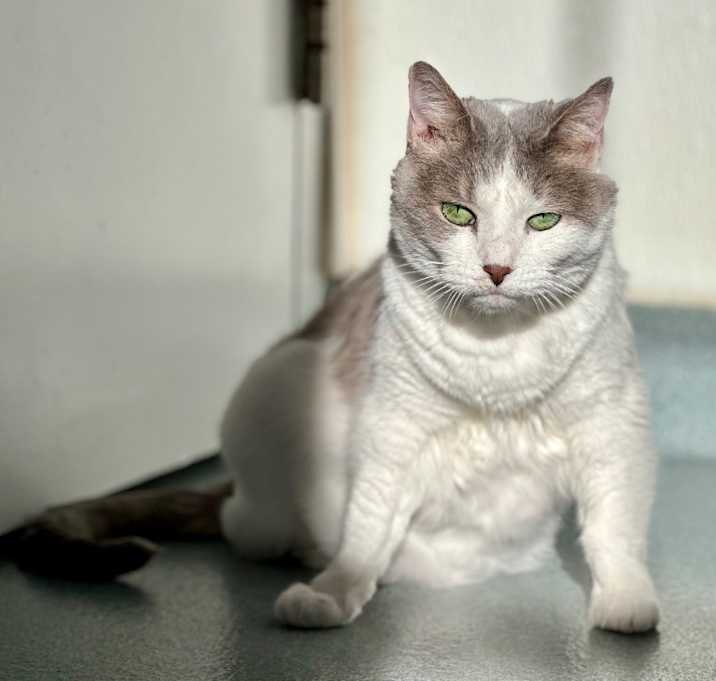 Photo of Amelia