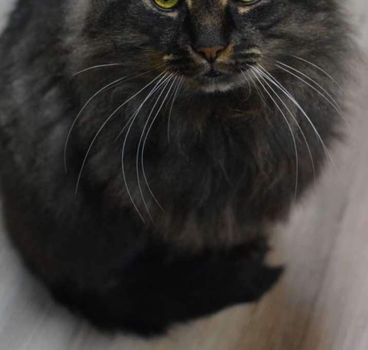 Photo of Juno