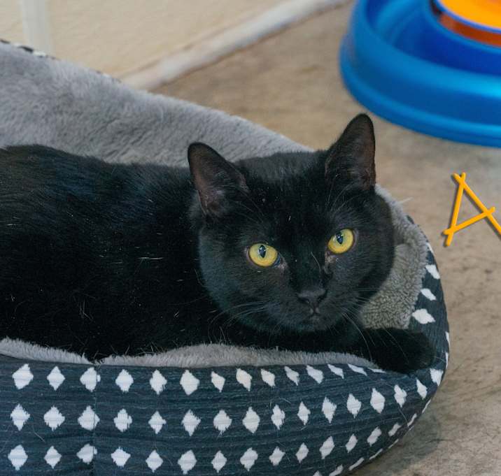 Photo of Akula