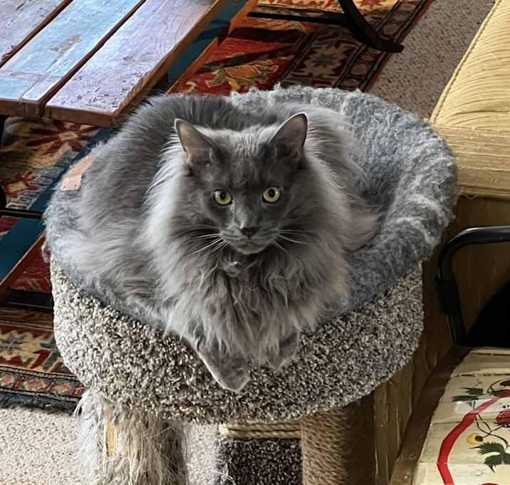 Photo of Smokey