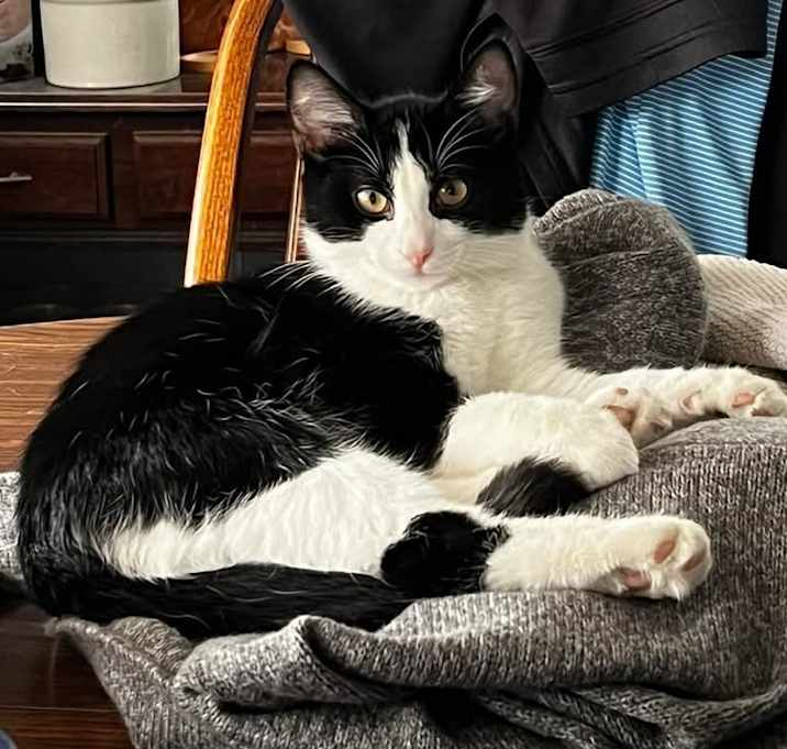 Photo of CHANCE & SHADOW (Bonded)