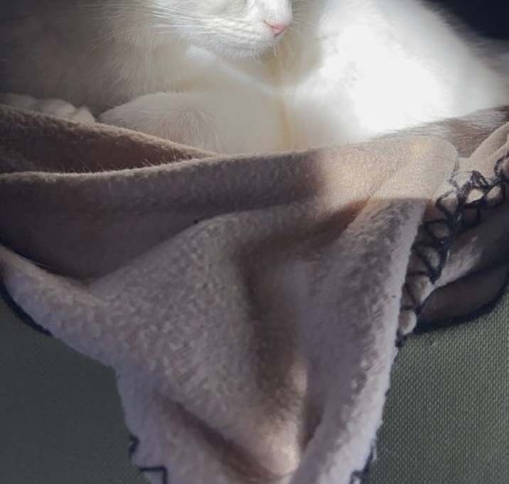 Photo of Salt
