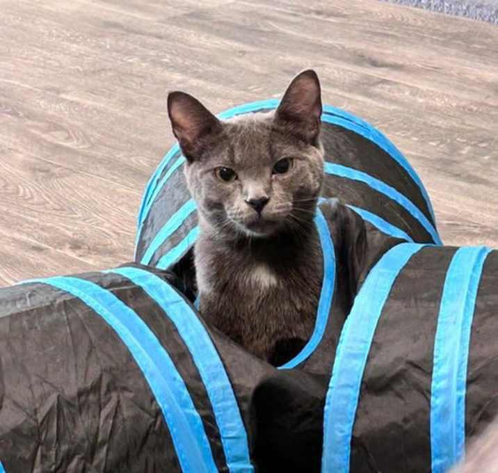 Photo of Oscar @ The Cat's Brew