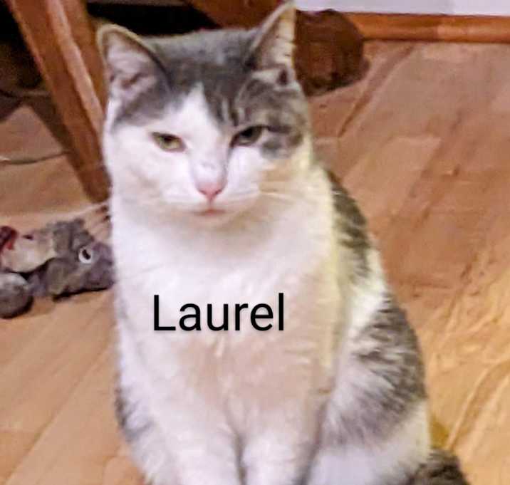 Photo of Laurel