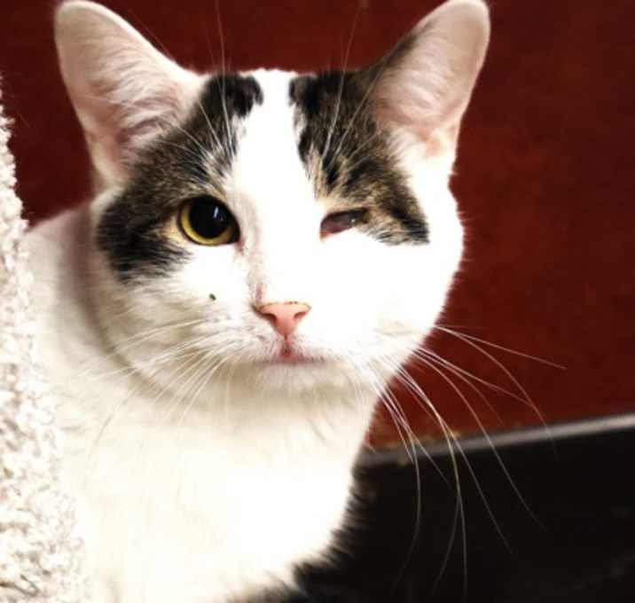 Photo of Tyson