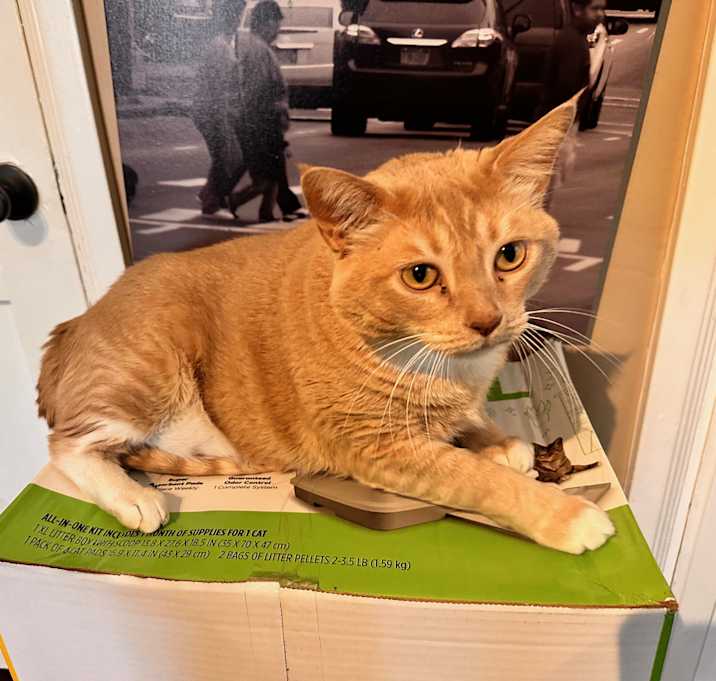 Photo of Pumpkin