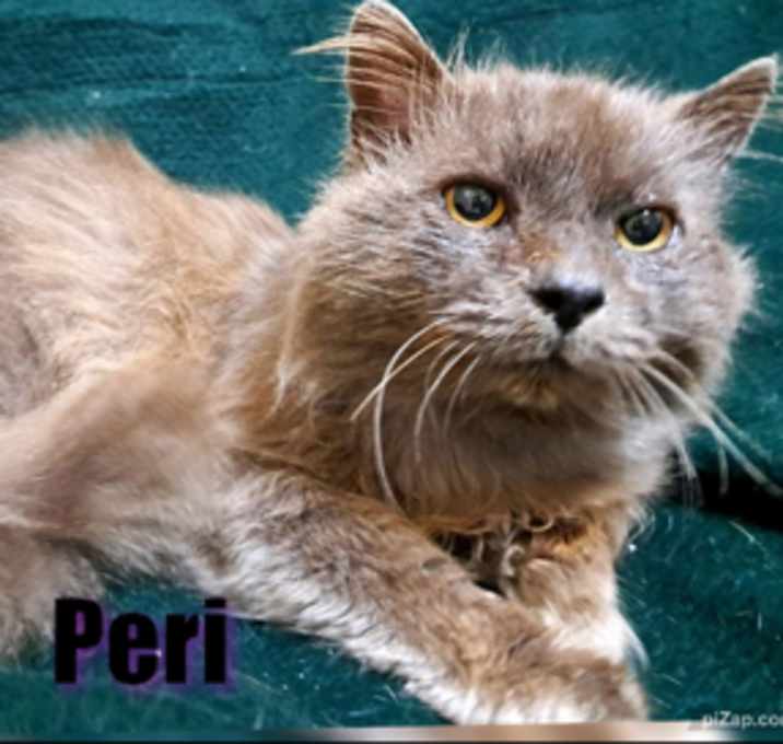 Photo of Peri