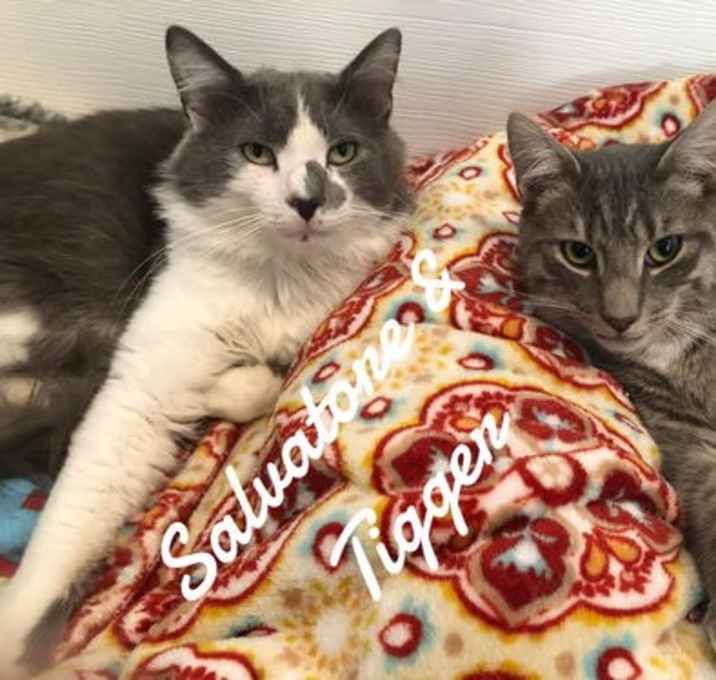 Photo of Salvatore & Tigger