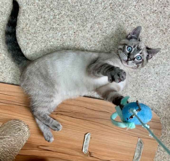 Photo of Henry
