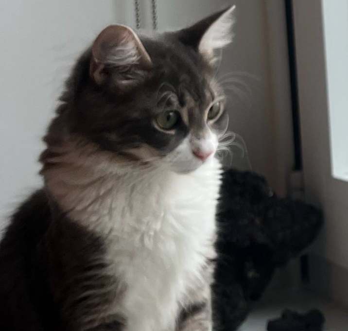 Photo of Snowie