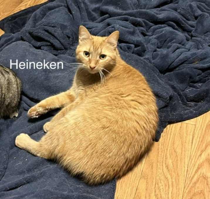 Photo of Heineken - AK