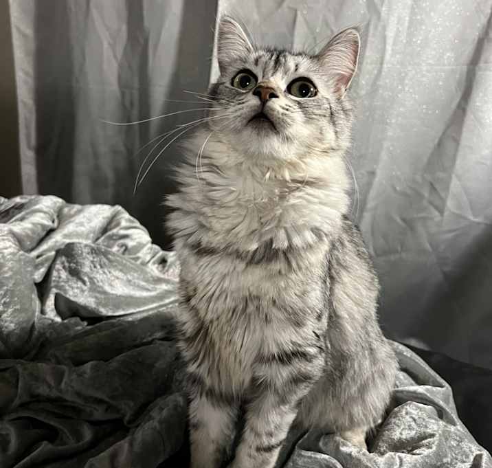 Photo of Chunky
