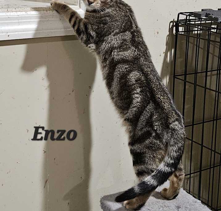 Photo of Enzo
