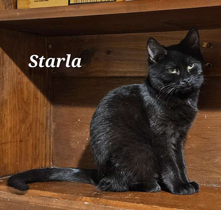Photo of Starla