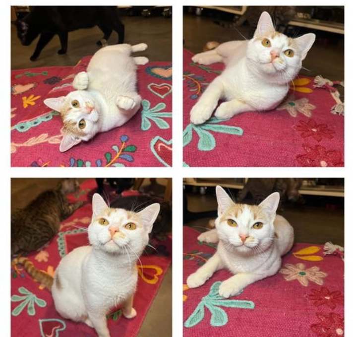 Photo of Biscuit