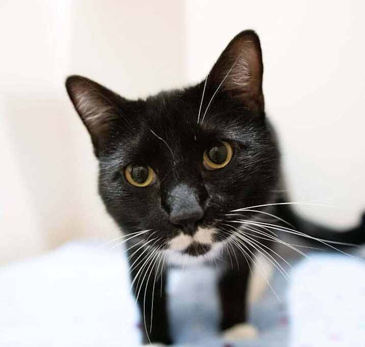 Photo of Romeo